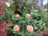 Augusta Luise Augusta Luise