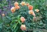 Lady of Shalott Lady of Shalott