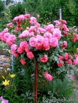 Rosarium Uetersen