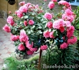 Rosarium Uetersen