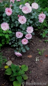 Bonica Bonica