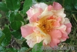 Sorbet Fruite Sorbet Fruite