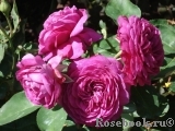 Heidi Klum Rose Heidi Klum Rose