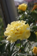 Goldener Olymp Goldener Olymp