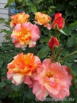 Sorbet Fruite Sorbet Fruite