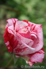 Pink Intuition Pink Intuition