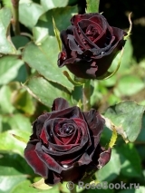 Black Baccara Black Baccara