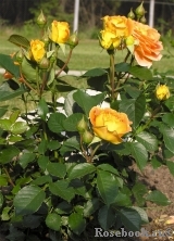 Goldelse Goldelse
