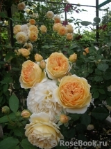 Crown Princess Margareta® Crown Princess Margareta®