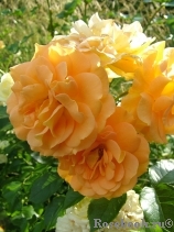 Goldelse Goldelse