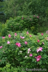 Rosa rugosa rubra