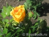 Goldelse Goldelse