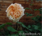 Apricot Sky ® Apricot Sky ®