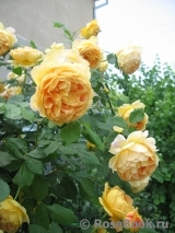 Golden Celebration® Golden Celebration®