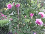 Gertrude Jekyll