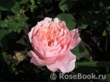 The Alnwick Rose The Alnwick Rose