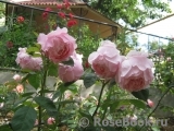 The Alnwick Rose The Alnwick Rose