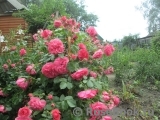Rosarium Uetersen Rosarium Uetersen