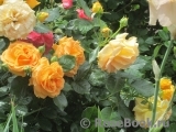 Goldelse Goldelse