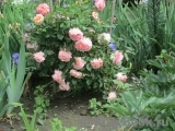 Augusta Luise Augusta Luise