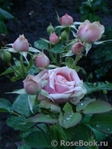 Eden Romantica ® Eden Romantica ®