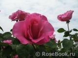 McCartney Rose, The McCartney Rose, The