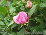 McCartney Rose, The McCartney Rose, The