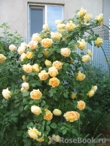 Golden Celebration® Golden Celebration®