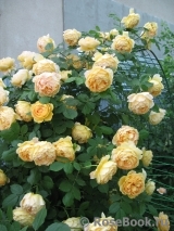 Golden Celebration® Golden Celebration®
