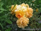 Goldelse Goldelse
