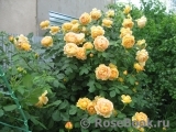 Golden Celebration® Golden Celebration®