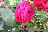 Rose des 4 Vents Rose des 4 Vents