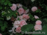 Strawberry Hill Strawberry Hill