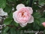 Generous Gardener, The Generous Gardener, The