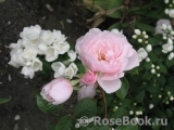 Generous Gardener, The Generous Gardener, The
