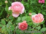 Jubilee Celebration® Jubilee Celebration®