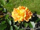 Goldelse Goldelse