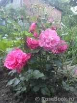 Rosarium Uetersen Rosarium Uetersen