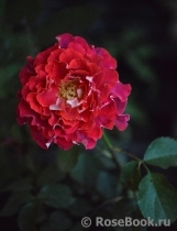 Victoriana Victoriana