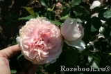 The Wedgwood Rose The Wedgwood Rose