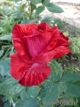 Red Intuition Red Intuition