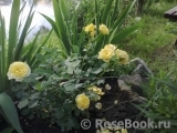 Tete d'Or Tete d'Or