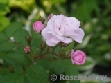 Perennial Blush Perennial Blush