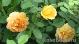 Golden Celebration® Golden Celebration®