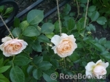 Ginger Syllabub Ginger Syllabub