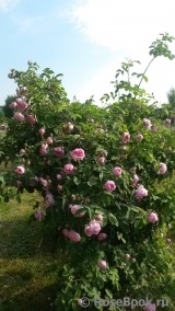 Centifolia Centifolia