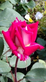 Osiria Osiria