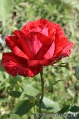 Red Intuition Red Intuition
