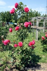 Venrosa Venrosa