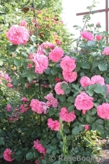 Rosarium Uetersen Rosarium Uetersen